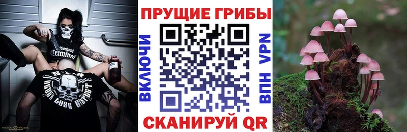 Псилоцибиновые грибы Cubensis Судогда